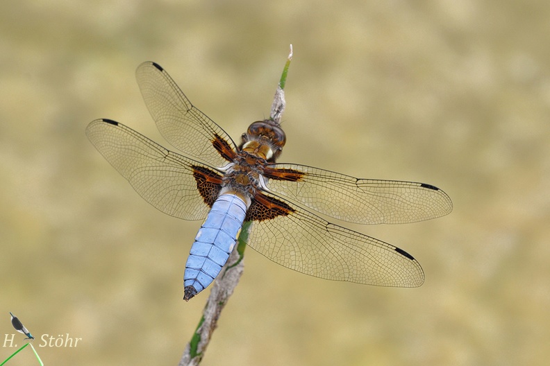 Plattbauch (Libellula depressa)